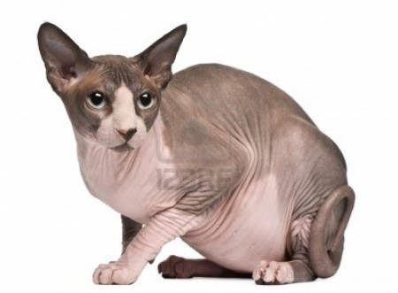 Sphynx