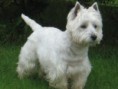 Westies